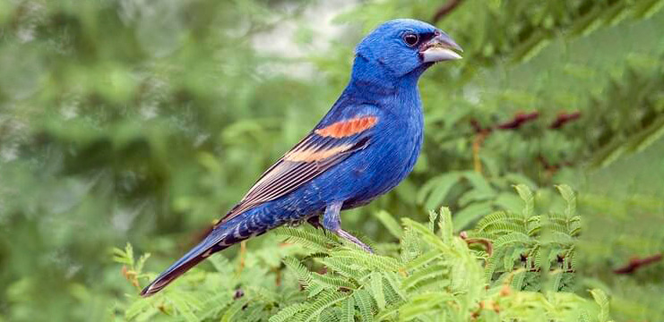 Blue Grosbeak