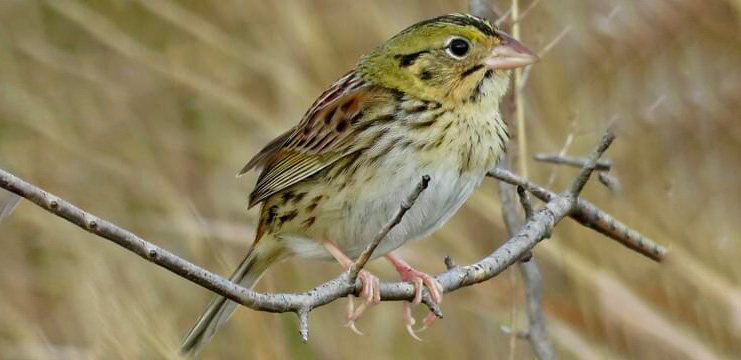 Henslow’s Sparrow