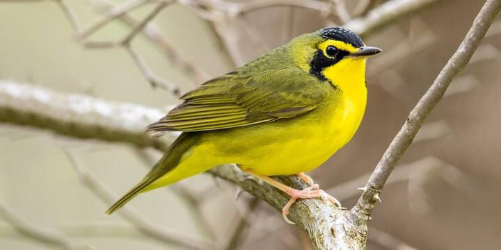 Kentucky Warbler
