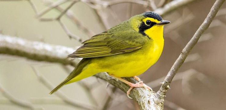 Kentucky Warbler