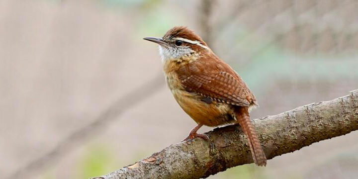 Carolina Wren