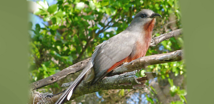 Bay-breasted Cuckoo