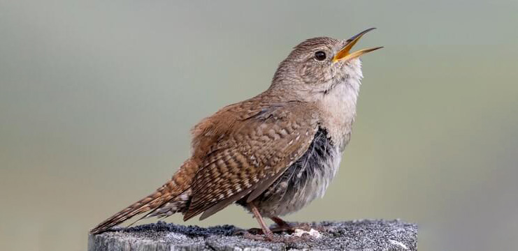 House Wren