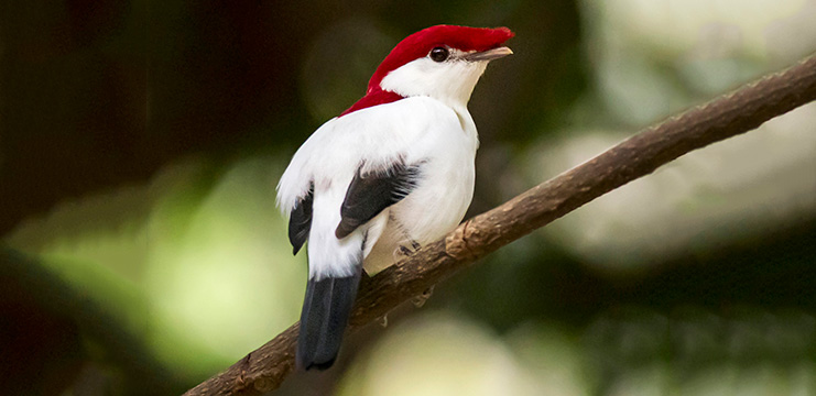 Araripe Manakin