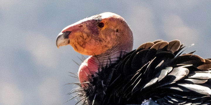 California Condor