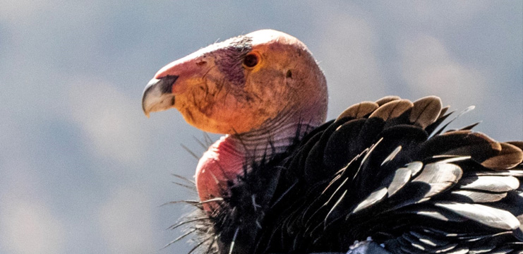 California Condor