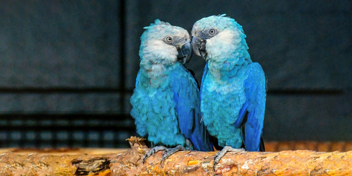 Spinx-macaw-720x360.jpg