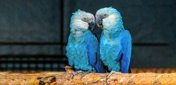 Spix’s Macaw