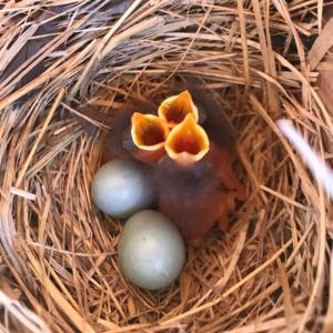 Tehachapi Western Bluebird Nest Box Program