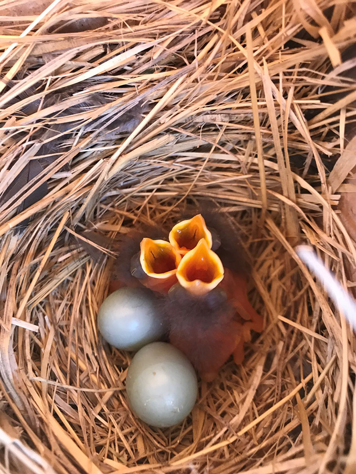 Tehachapi Western Bluebird Nest Box Program