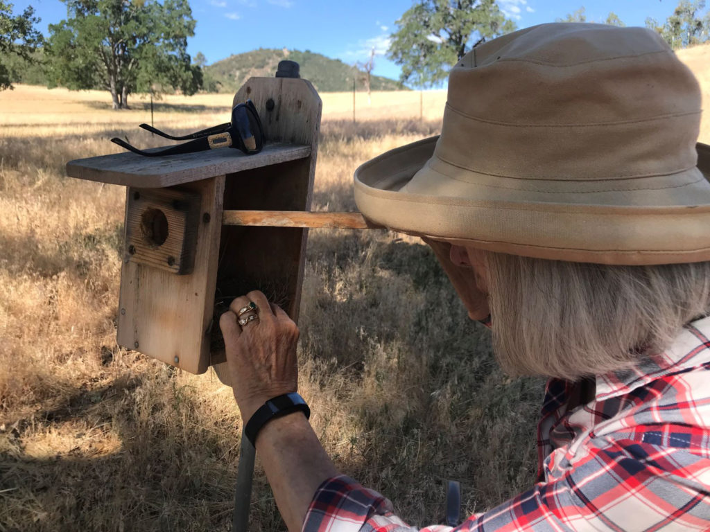 Tehachapi Western Bluebird Nest Box Program