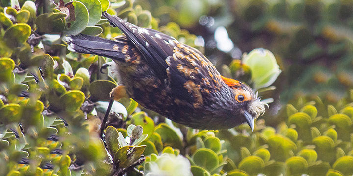 Akohekohe-wide ‘Ākohekohe