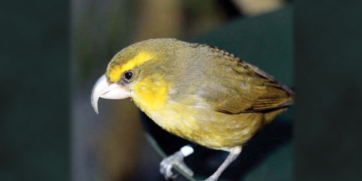 Kiwikiu-wide Kiwikiu