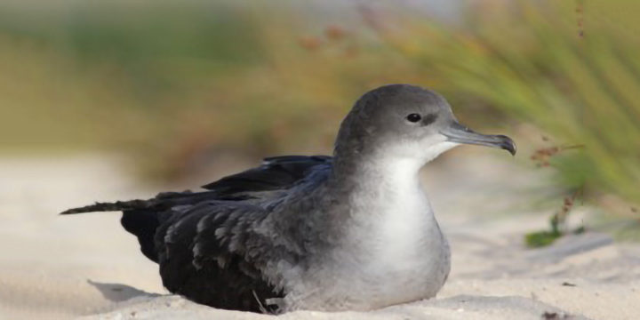 Newells-Shearwater Newell’s Shearwater