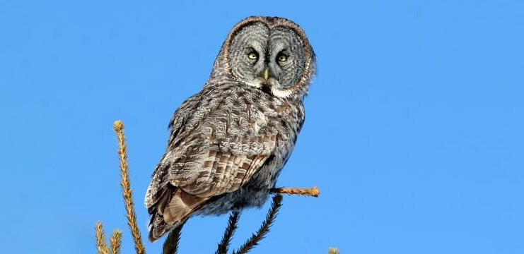 Great Gray Owl