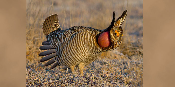 Lesser Prairie-Chicken
