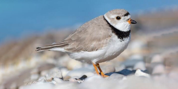 Piping Plover