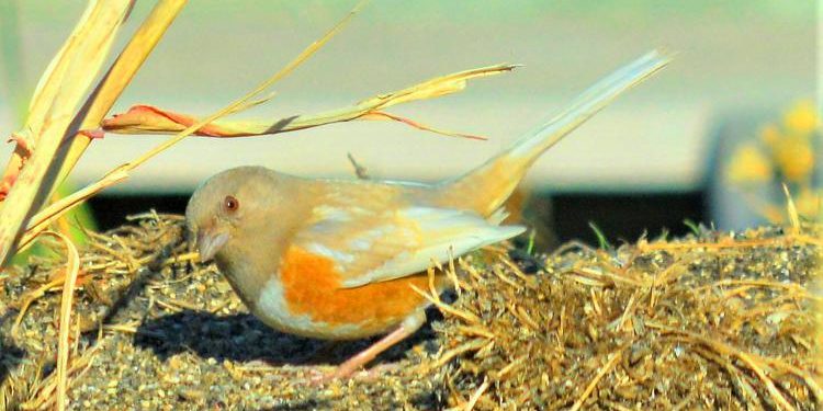 A Spotted Towhee in Hart Flat. Photo by Bill Moffat
