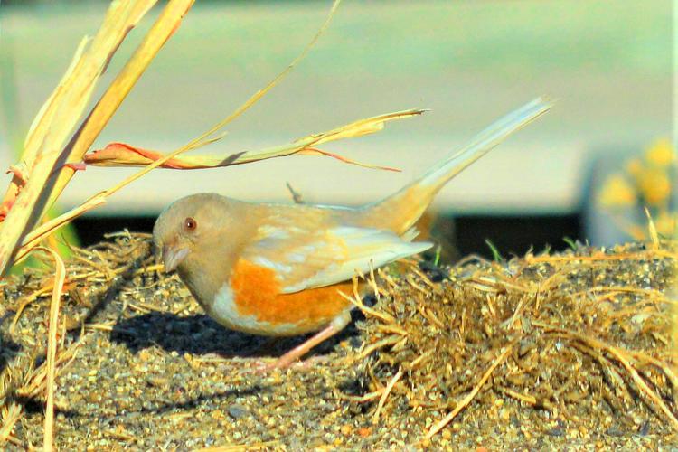 A Spotted Towhee in Hart Flat. Photo by Bill Moffat