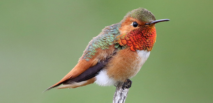 Allen's Hummingbird