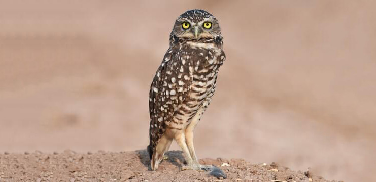 Burrowing Owl