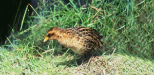 Yellow Rail
