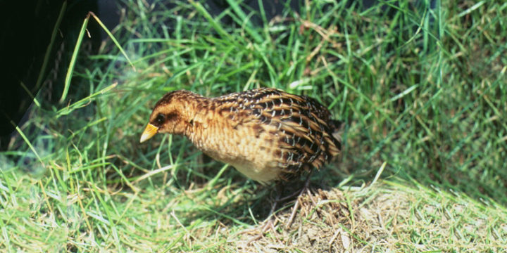 Yellow Rail