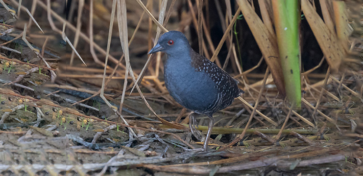 Black Rail