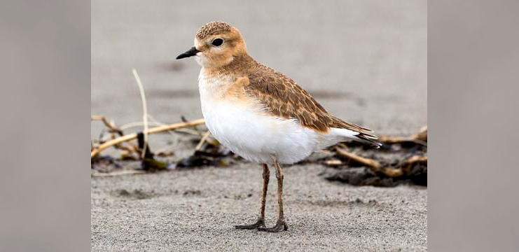 Mountain Plover