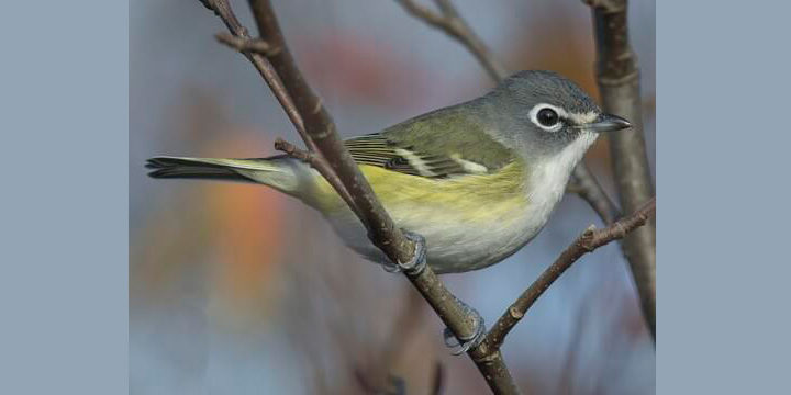 Blue-headed-vireo Blue-headed Vireo