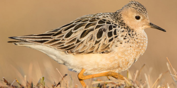 Buff-breasted Sandpiper