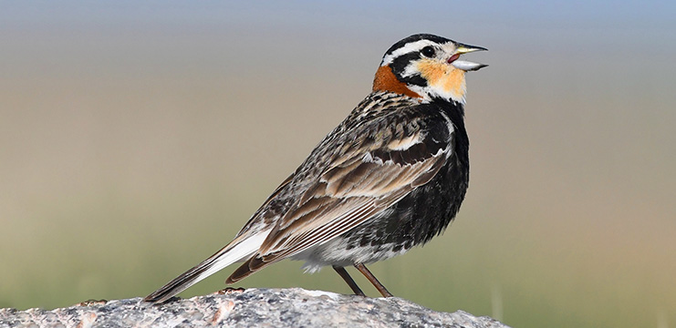 Chestnut-collared Longspur