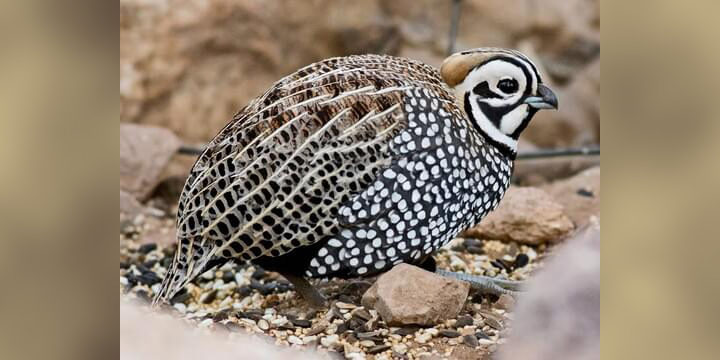 Montezuma Quail