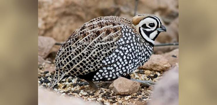 Montezuma Quail