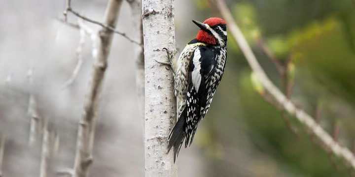 Yellow-bellied-sapsucker Yellow-bellied Sapsucker