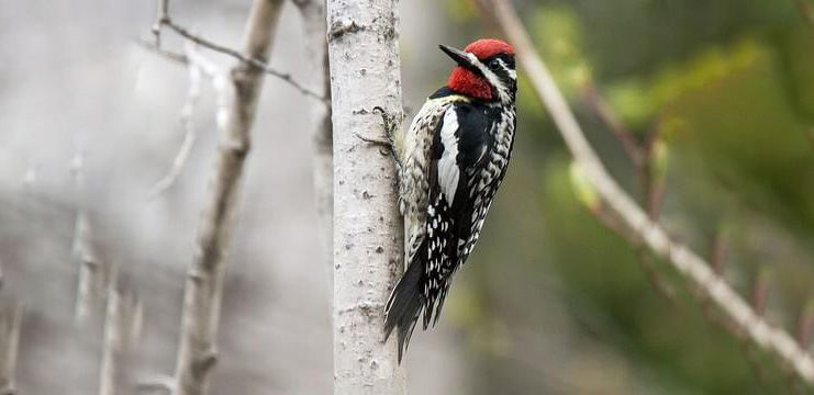 Yellow-bellied Sapsucker