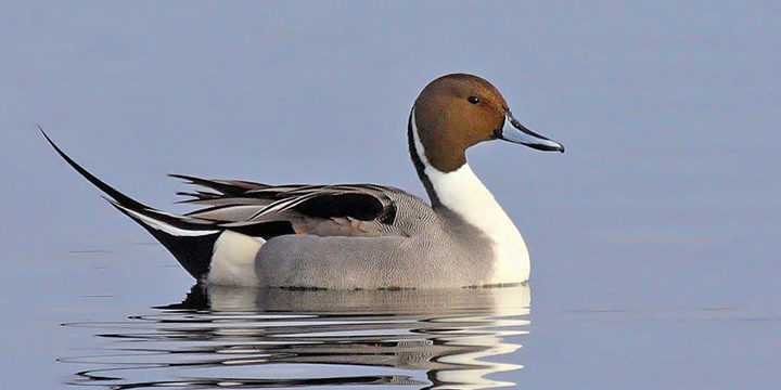 northern-pintail Northern Pintail