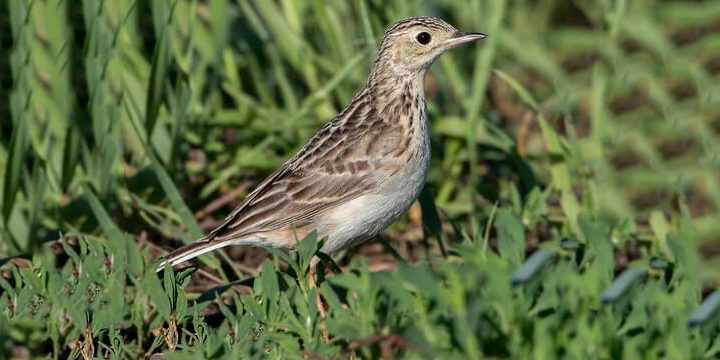 Spragues-pipit Sprague’s Pipit