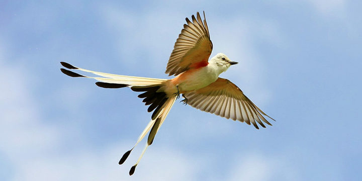Scissor-tailed Flycatcher