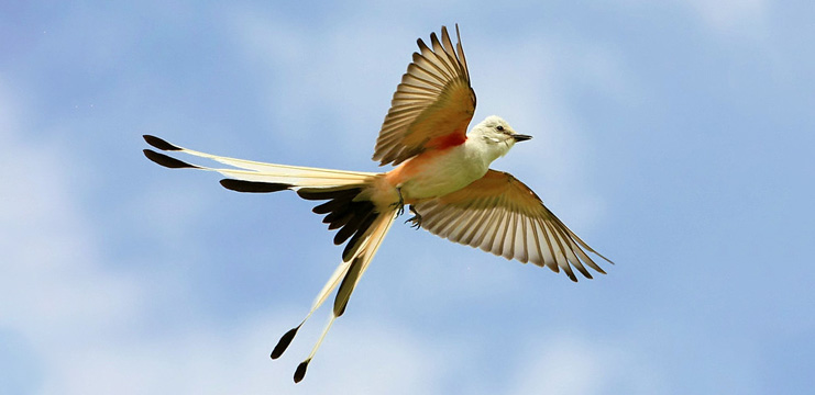 The Flycatcher Bird Family: Midair Masters - Birds and Blooms