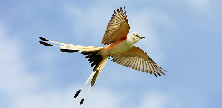 Scissor-tailed Flycatcher