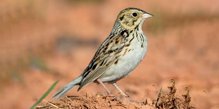 Baird’s Sparrow