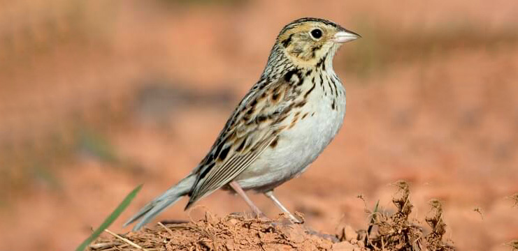 Baird’s Sparrow