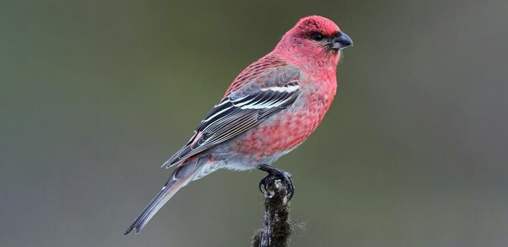 Pine Grosbeak