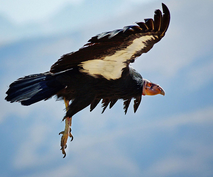 California Condor