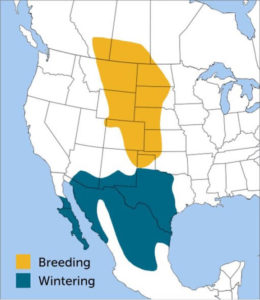 lark bunting map