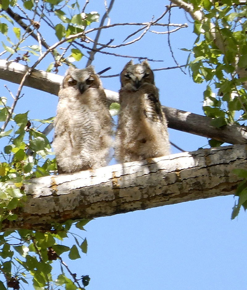 owlets now branchers