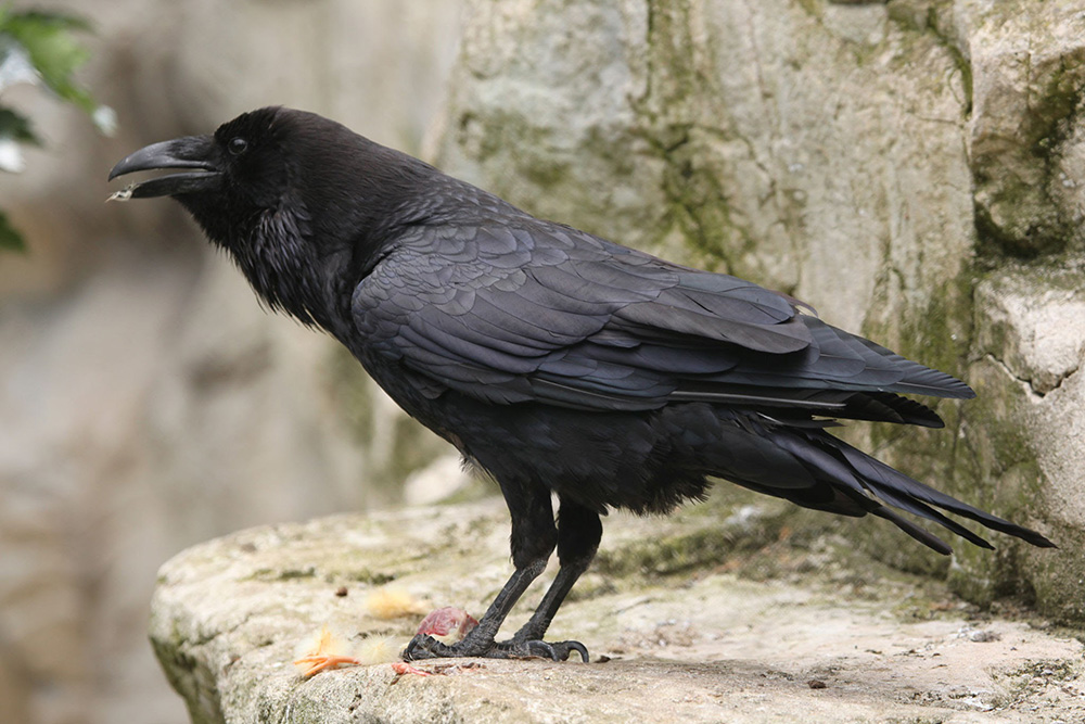 raven