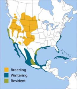 American Avocet Map of breeding, wintering, resident regions