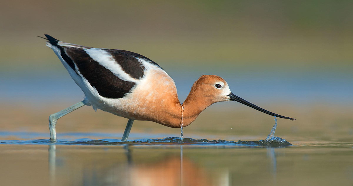 American Avocet